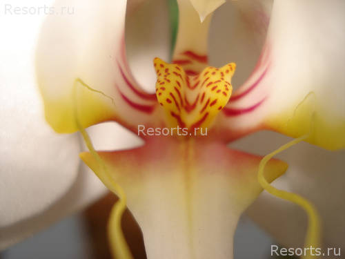 Half Moon Resort 49